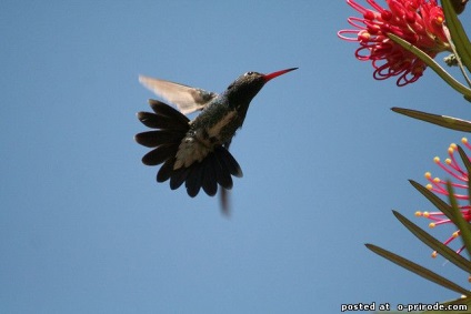 Hummingbird - cea mai mica pasare de pe planeta - 20 fotografii - poze - photo world of nature