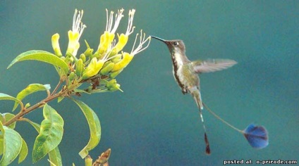 Hummingbird - cea mai mica pasare de pe planeta - 20 fotografii - poze - photo world of nature