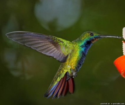 Hummingbird - cea mai mica pasare de pe planeta - 20 fotografii - poze - photo world of nature