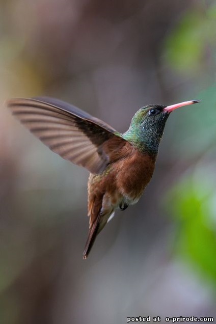 Hummingbird - cea mai mica pasare de pe planeta - 20 fotografii - poze - photo world of nature