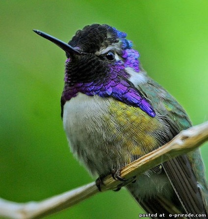 Hummingbird - cea mai mica pasare de pe planeta - 20 fotografii - poze - photo world of nature