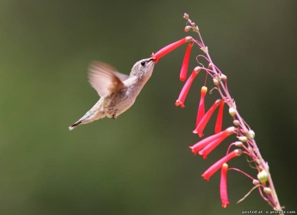 Kolibri - a legkisebb madár a világon - 20 fotó - kép - képek természetes világ