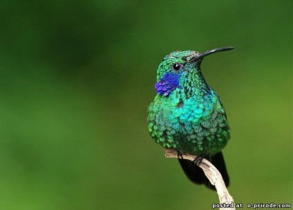 Hummingbird - cea mai mica pasare de pe planeta - 20 fotografii - poze - photo world of nature