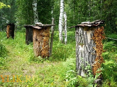Kolodnoe (fag) apicultura ce este?