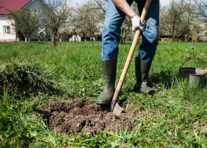 Arborele mărului în formă de colț corect și atent