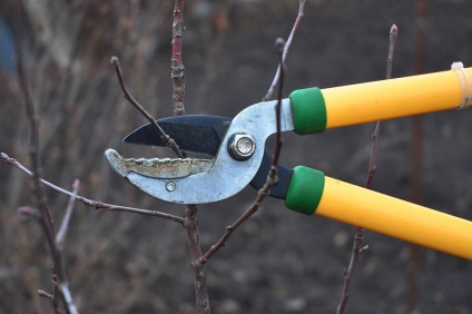 Arborele mărului în formă de colț corect și atent