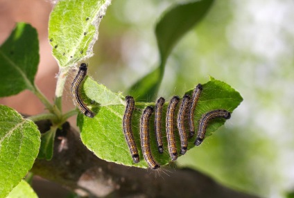 Arborele mărului în formă de colț corect și atent