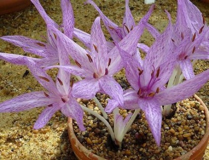 Colchicum (cedarberry) plantarea și îngrijirea plantei