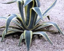 Plante interioare - agave