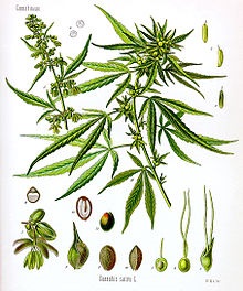 Cannabis sativa (kender) cannabis sativa