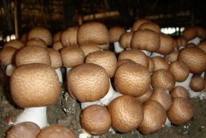 Conserve ciuperci albe pentru sfaturi de iarnă și sfaturi pentru gospodine, site-ul de ciuperci