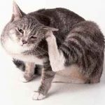 Pisica se roteste la rani pe gat, dar nu exista purici, de ce este puternic lins si tratat constant, cotismul