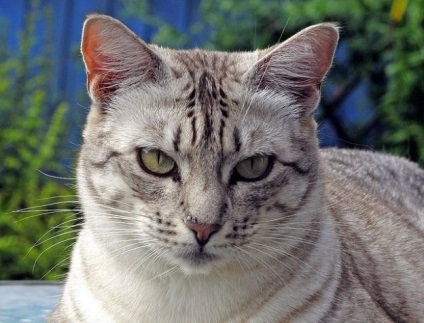 Cat ocicat caracter, rasa standard, descriere și fotografie