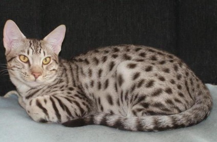 Cat ocicat caracter, rasa standard, descriere și fotografie