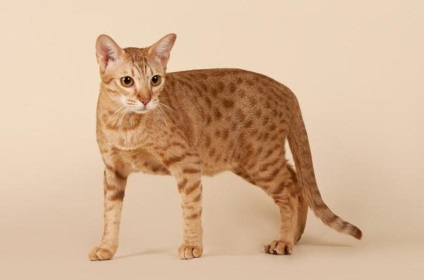 Cat ocicat caracter, rasa standard, descriere și fotografie