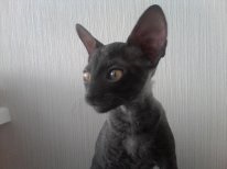 Pisici Cornish rex, animalele mele