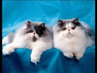 Pisici de chinchilla, chinchilla, împerechere, culoare, îmbunătățirea împerecherii tip chinchilă, descendenți, reproducere