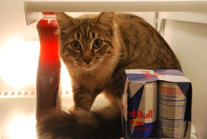 Pisicile în frigidere, proaspăt - cel mai bun din Runet pentru o zi!