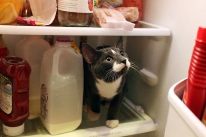 Pisicile în frigidere, proaspăt - cel mai bun din Runet pentru o zi!