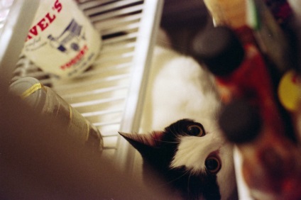 Macskák hűtőszekrények - a forrása a jó hangulat