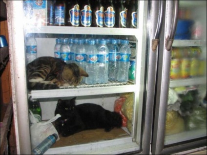 Macskák hűtőszekrények - a forrása a jó hangulat