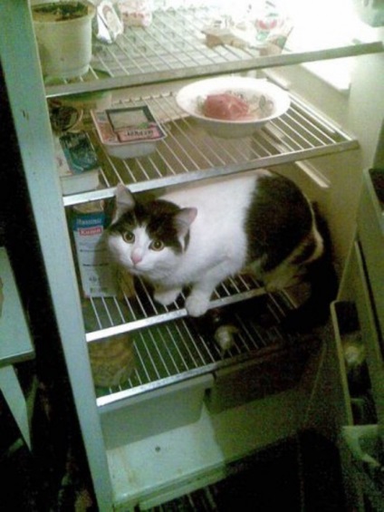 Pisicile din frigidere sunt o sursă de bună dispoziție