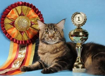 Pisica Maine Coon wedge a devenit campion mondial