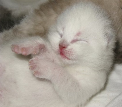 Cat horkolás és mozgásaival álmában - ez normális vagy betegség jelét