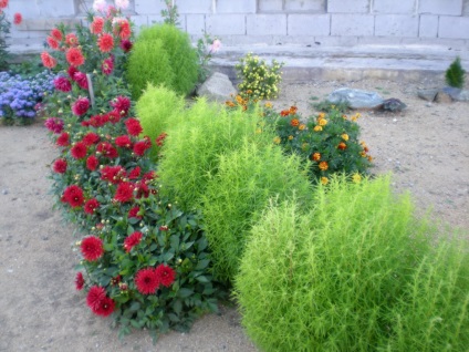 Kohia tipuri de plantare și de îngrijire de chiparos de vară în design peisaj, în creștere o floare perenă