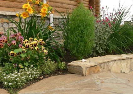 Kohia tipuri de plantare și de îngrijire de chiparos de vară în design peisaj, în creștere o floare perenă
