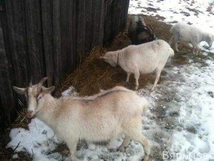 Goat Mashka rând pentru el însuși