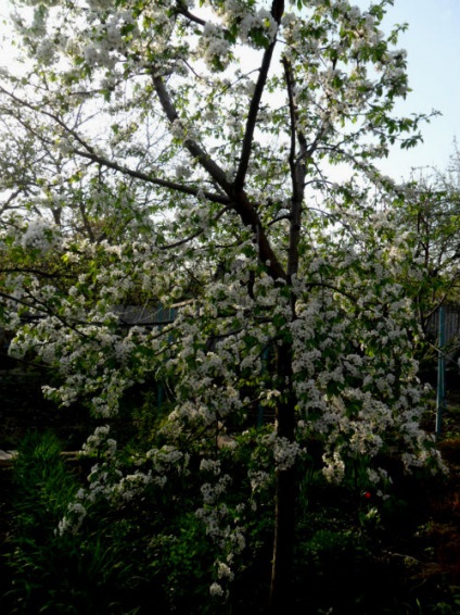 Decorare frumoasă a mâncărurilor la masă, blogul lui Anna