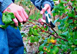 Plantații de măzăriche - plantare și îngrijire, video