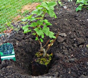 Plantații de măzăriche - plantare și îngrijire, video