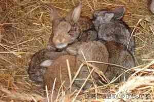 Iepure în creștere Rabbit, cea mai bună rasă de iepuri, piei de chinchilla