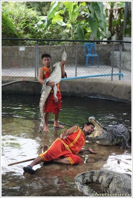 Unde să mergem cu copiii pe Samui - despre samui