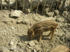 În cazul în care pentru a merge în alushta la dendrozoo, în cazul în care casa nu este așezat