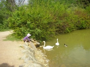 În cazul în care pentru a merge în alushta la dendrozoo, în cazul în care casa nu este așezat