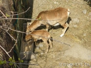 În cazul în care pentru a merge în alushta la dendrozoo, în cazul în care casa nu este așezat