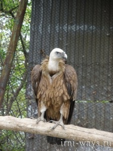 În cazul în care pentru a merge în alushta la dendrozoo, în cazul în care casa nu este așezat