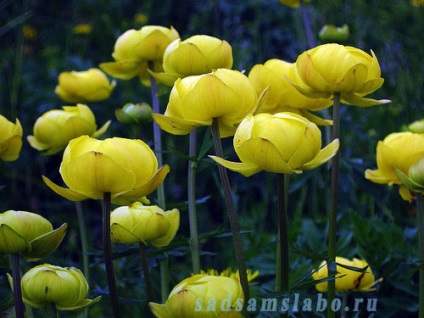 Blossom - trollius, descriere, clase, fotografii, condiții de creștere, îngrijire, utilizare, boli și