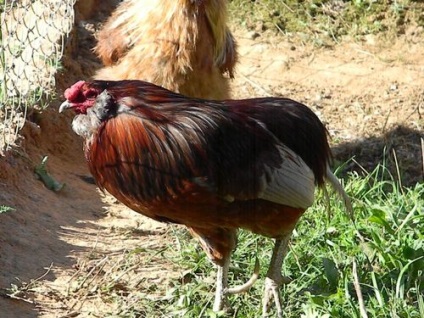 Araucana csirkék tenyészteni leírás, színek és vélemények