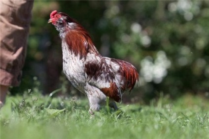 Chicken araucana descrierea rasei, culorilor si recenziilor