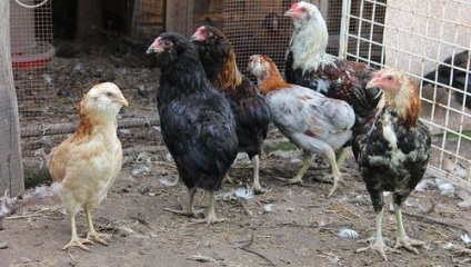 Araucana csirkék tenyészteni leírás, színek és vélemények
