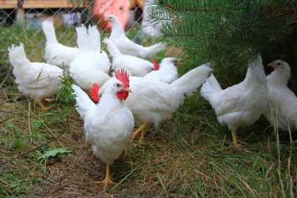 A Lunghorn csirke egy részletes leírás, a fotósok jellemzője és a tenyésztők véleménye