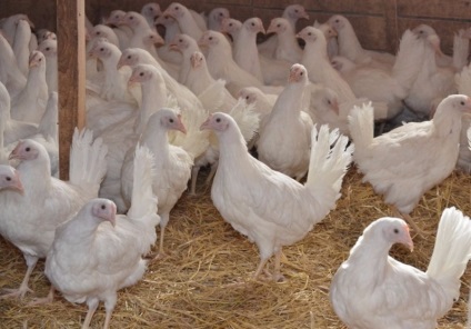 A Lunghorn csirke egy részletes leírás, a fotósok jellemzője és a tenyésztők véleménye