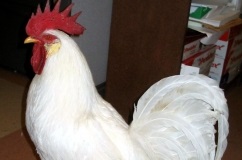 Leghorn csirkéket tenyészt részletes leírás, jellemző a képeket és az értékeléseket tenyésztők