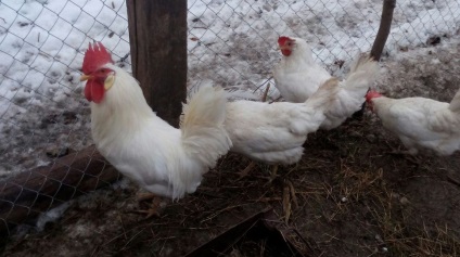 Leghorn csirkéket tenyészt részletes leírás, jellemző a képeket és az értékeléseket tenyésztők