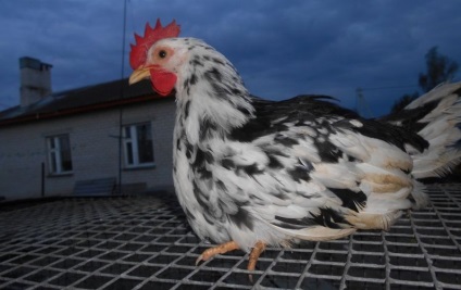Leghorn csirkéket tenyészt részletes leírás, jellemző a képeket és az értékeléseket tenyésztők