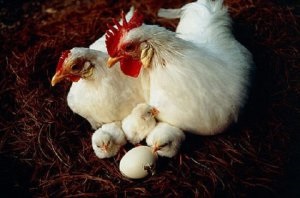 Csirkék Leghorn termelékenység és az előnyök, a tartalom - celhozportal